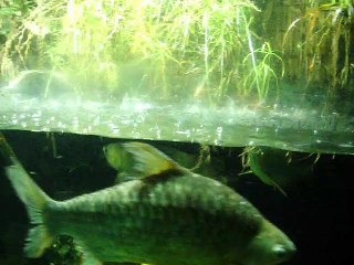 Fish - Bristol Zoo
