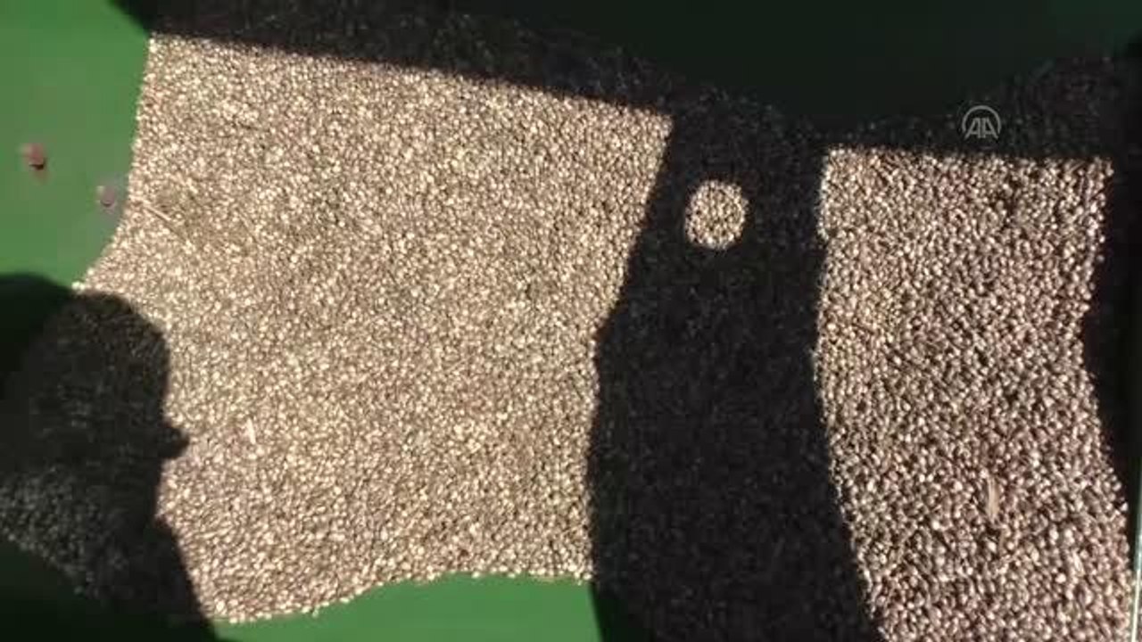 Yerli kenevir tohumu "Vezir"in ekimi yapıldı