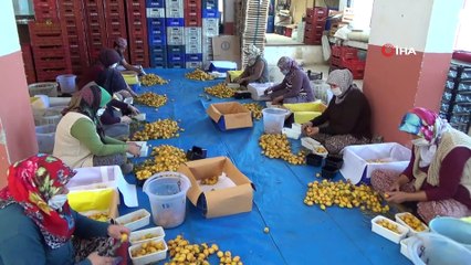 Pazar tezgahlarında kilogramı 15 TL'den satılıyor, sipariş yetişmiyor