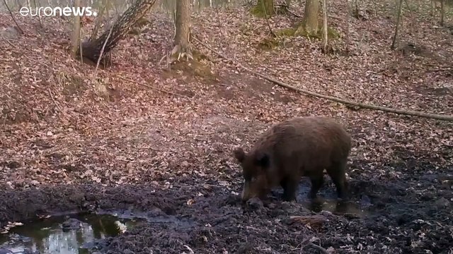 Чернобыль: природа берёт своё