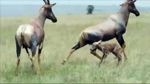 Anne antilop ne yaptıysa engel olamadı... Sırtlanın yavru antilop avı kamerada