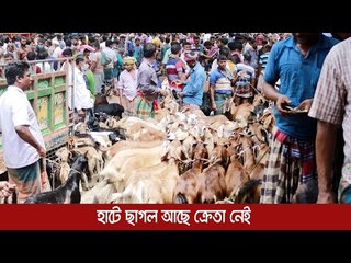 হাটে ছাগল আছে ক্রেতা নেই | Jagonews24.com