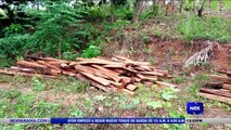 Primer decomiso de presunta tala ilegal de madera - Nex Noticias
