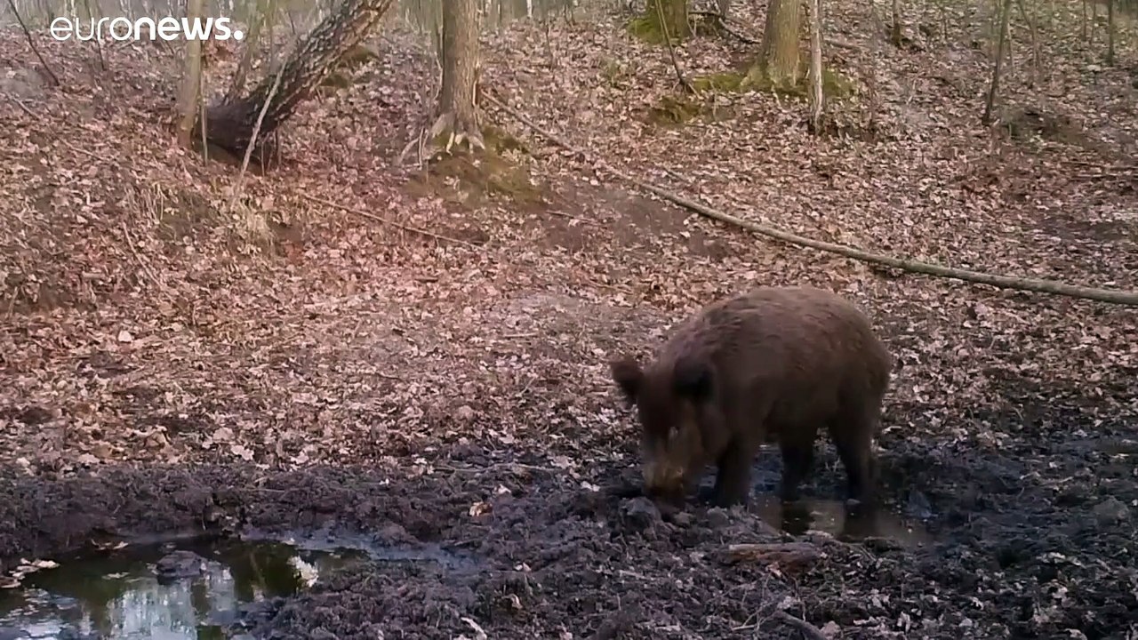 Tschernobyl menschenleer besser? Sperrzone als „Reservat“