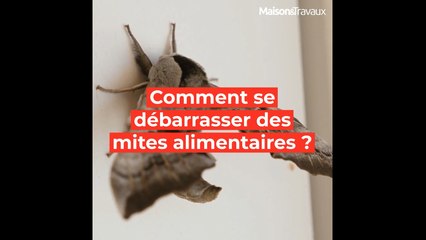 Comment se débarrasser des mites alimentaires ?