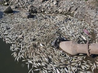 DİCLE NEHRİ'NDE BİNLERCE ÖLÜ BALIK KIYAYA VURDU