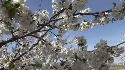 Gercüş'te çiçek açan kiraz bahçeleri gelinliği andırdı