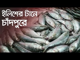 ইলিশের টানে চাঁদপুরে | Jagonews24.com