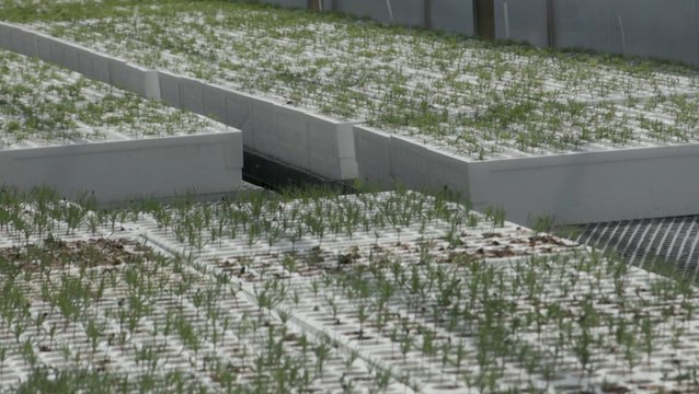 Growing new forests after devastating wildfires