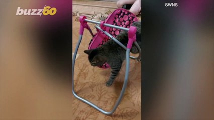 Adorable Kitty Tries and Manages To Fit In Doll’s Swing As Family Laughs!