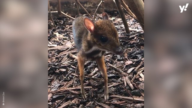 Mouse deer born at Bristol Zoo is the height of a pencil