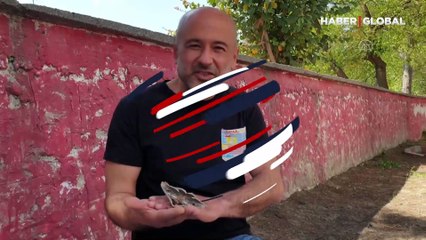 Osmaniye'de kanat açıklığı 16 santimetre olan tavus kelebeği bulundu