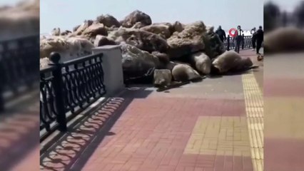 - Rusya'da kopan buzullar kıyıya vurdu