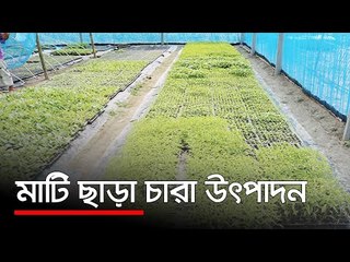 মাটি ছাড়া চারা উৎপাদন  | Jagonews24.com