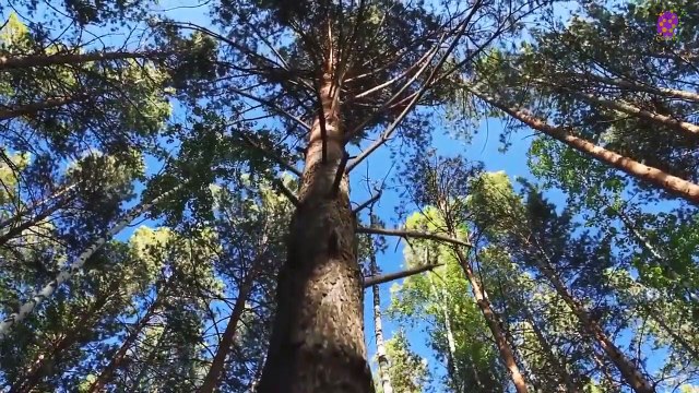 15 Minute Deep Healing Music | Concentration | Therapeutic | Self-love | Stress-Relief | Nature | Forest | Anxiety Relief | Calming | Soothing | Relaxing