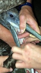 Rescuing a Pelican on the Beach