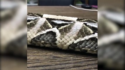 Yılanlar bakın nasıl hareket ediyor