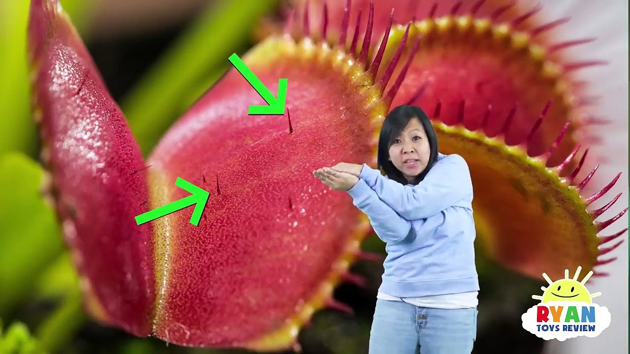 Ryan Learns About Carnivorous Plants |  Educational Video For Kids With Ryan Toysreview