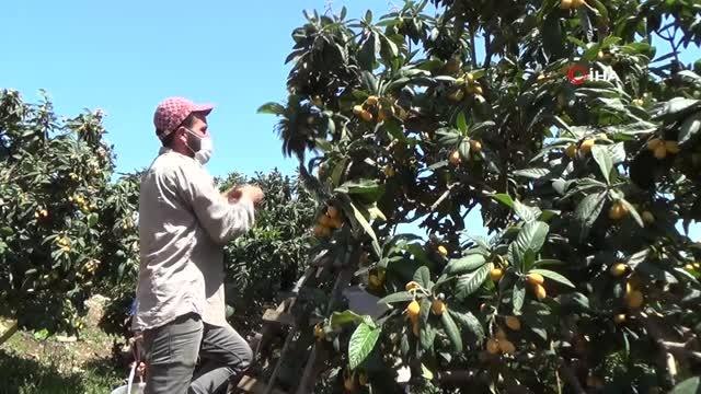 Pazar tezgahlarında kilogramı 15 TL'den satılıyor, sipariş yetişmiyor