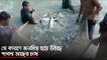 যে কারণে জনপ্রিয় হয়ে উঠছে পাবদা মাছের চাষ | Jagonews24.com