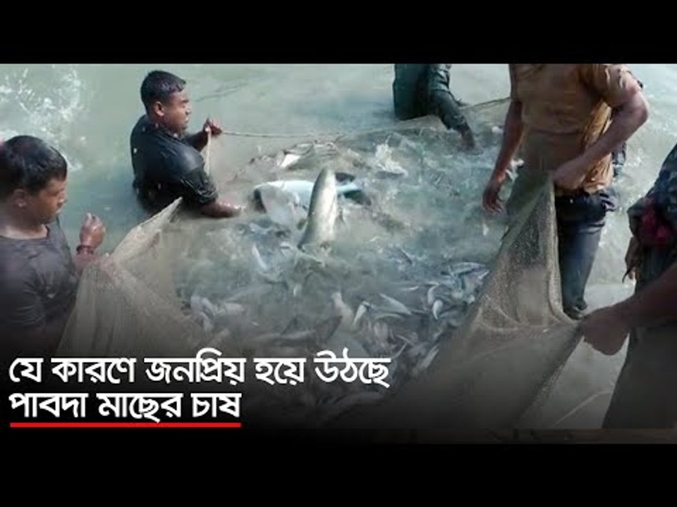 যে কারণে জনপ্রিয় হয়ে উঠছে পাবদা মাছের চাষ | Jag...