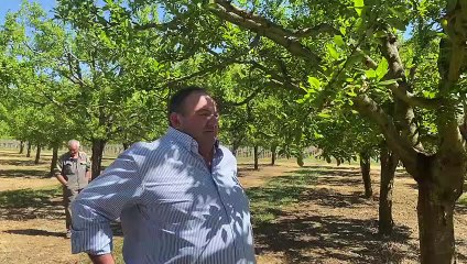 Jean-Paul Ayres, pruniculteur à Dieulivol (Gironde) constate les dégâts provoqués par le gel sur la récolte 2021