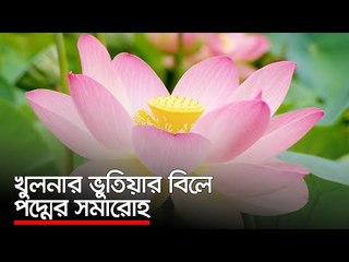 খুলনার ভুতিয়ার বিলে পদ্মের সমারোহ | Jagonews24.com