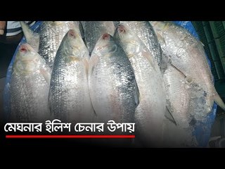 মেঘনার ইলিশ চেনার উপায় | Jagonews24.com