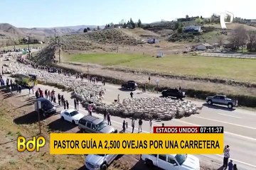 ¡Paren todo! Pastor guía a 2 mil 500 ovejas por una carretera en EEUU