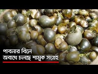 পাবনার বিলে অবাধে চলছে শামুক সংগ্রহ   | Jagonews24.com