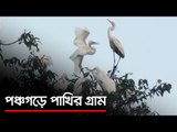 পঞ্চগড়ে পাখির গ্রাম  | Jagonews24.com