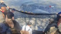 İznik Gölü'nde gümüş balığı rekoru: 1 günde 15 ton