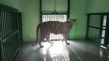 इंदौर: 7 साल बाद कमला नेहरू प्राणी संग्रहालय में नजर आएगा सफेद बाघ, मेलानिस्टिक ब्लैक टाइगर का भी होगा दीदार