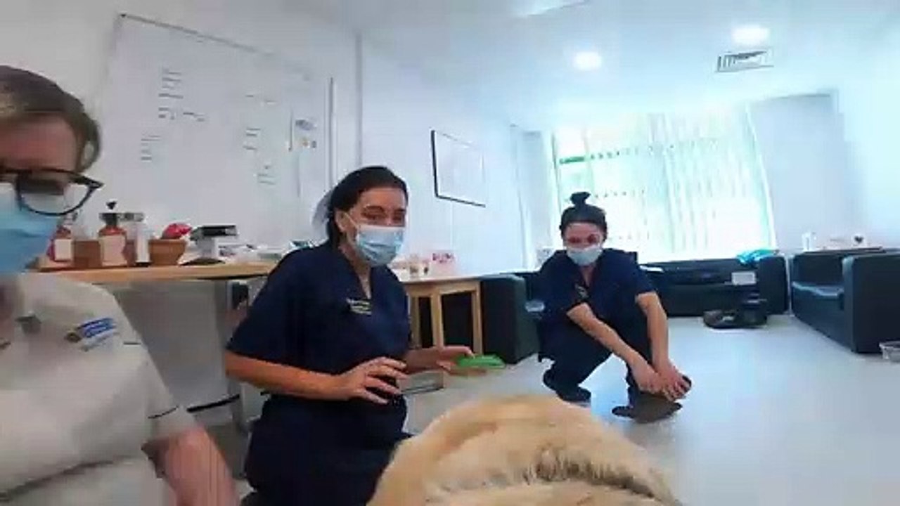 Meet the cuddly dog who's caring for nurses on the frontline