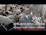 ভাসানচরে ফসল-মাছচাষ-পশুপালন করতে পারবেন রোহিঙ্গারা   | Jagonews24.com