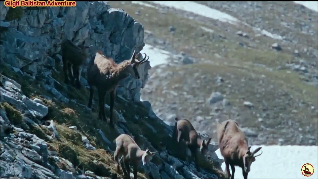 best eagle attacks eagle attacks mountain goats eagle attacks fox