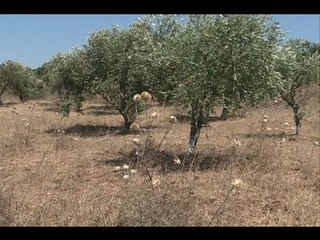 ملف جديد يستوجب التنسيق بين الحكومتين اللبنانية والسورية -  فتون رعد