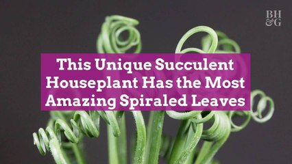 This Unique Succulent Houseplant Has the Most Amazing Spiraled Leaves