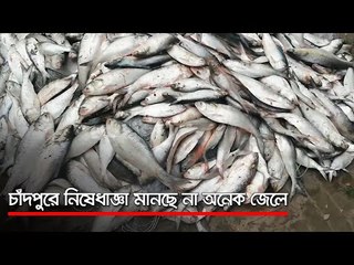 চাঁদপুরে নিষেধাজ্ঞা মানছে না অনেক জেলে  | Jagonews24.com