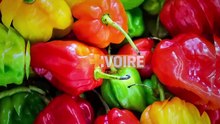 LES DABALIS DE CHEZ NOUS - ALLOCO BURGER — Dailymotion