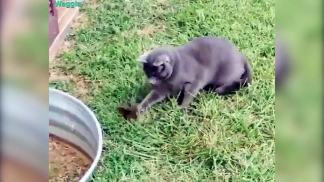 Sincap kediyi fena trollüyor