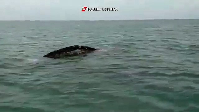 Fiumicino (RM) - Giovane esemplare di balena avvistato da Guardia Costiera (22.04.21)