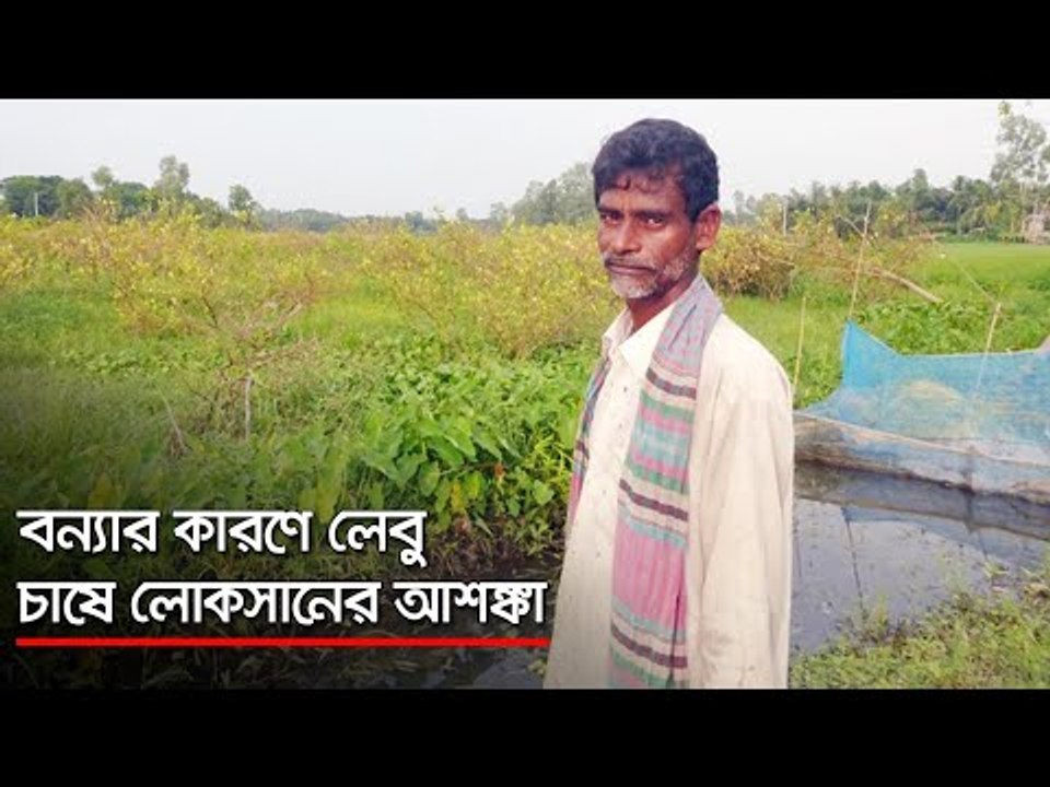 বন্যার কারণে লেবু চাষে লোকসানের আশঙ্কা   | Jagonews24.com