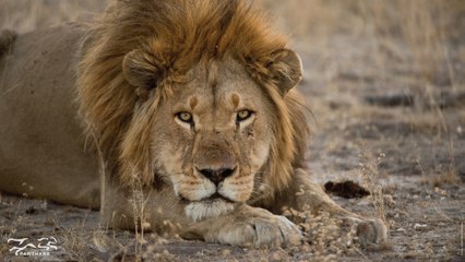 Aumenta la caza furtiva de leones en Uganda, África, por la pandemia