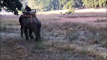 Un tigre saute sur un éléphant