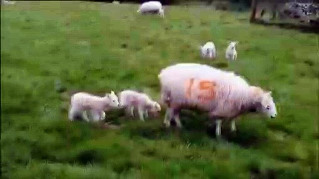 Cet agneau est au mauvais endroit au mauvais moment... juste derrière maman