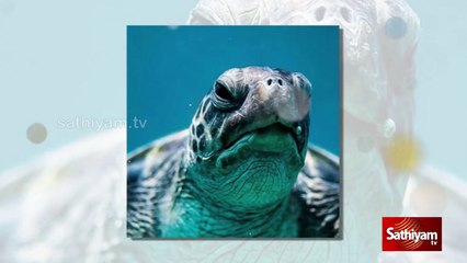 அழிந்து வரும் "நீர் ஆமை " |Savetheturtles |Zerowaste |Sathiyam tv