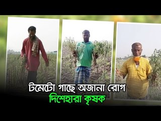 টমেটো গাছে অজানা রোগ, দিশেহারা কৃষক  | Jagonews24.com