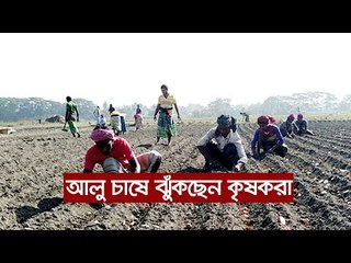 ভালো দাম পাওয়ায় এবারও আলু চাষে ঝুঁকছেন কৃষকরা | Jagonews24.com