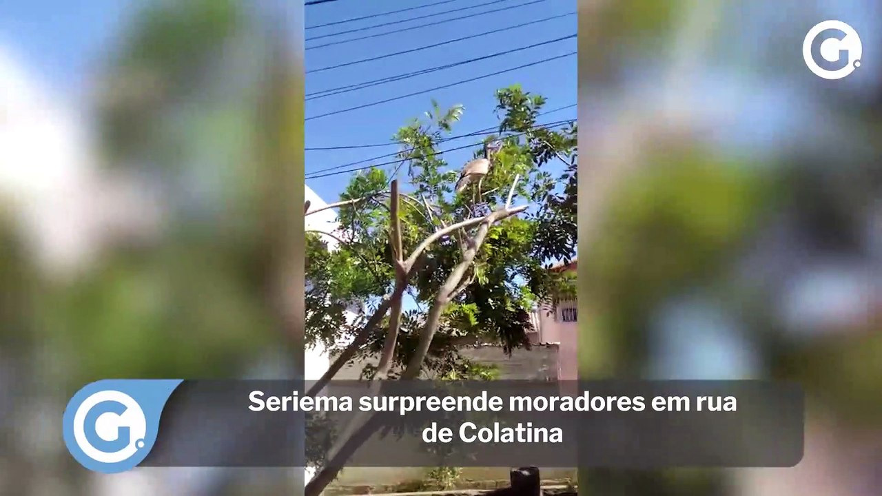 Seriema surpreende moradores em rua de Colatina